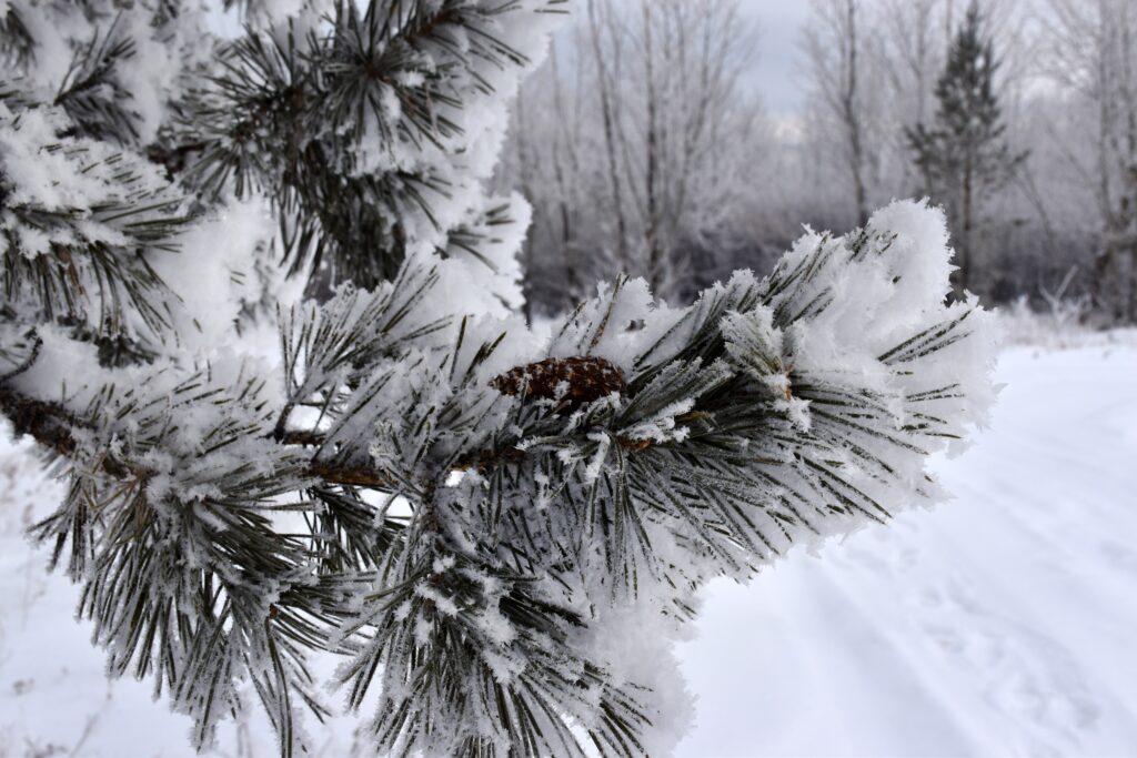 c41b51b03b2ed899163fa8df78df15ac-1024x683 Природа