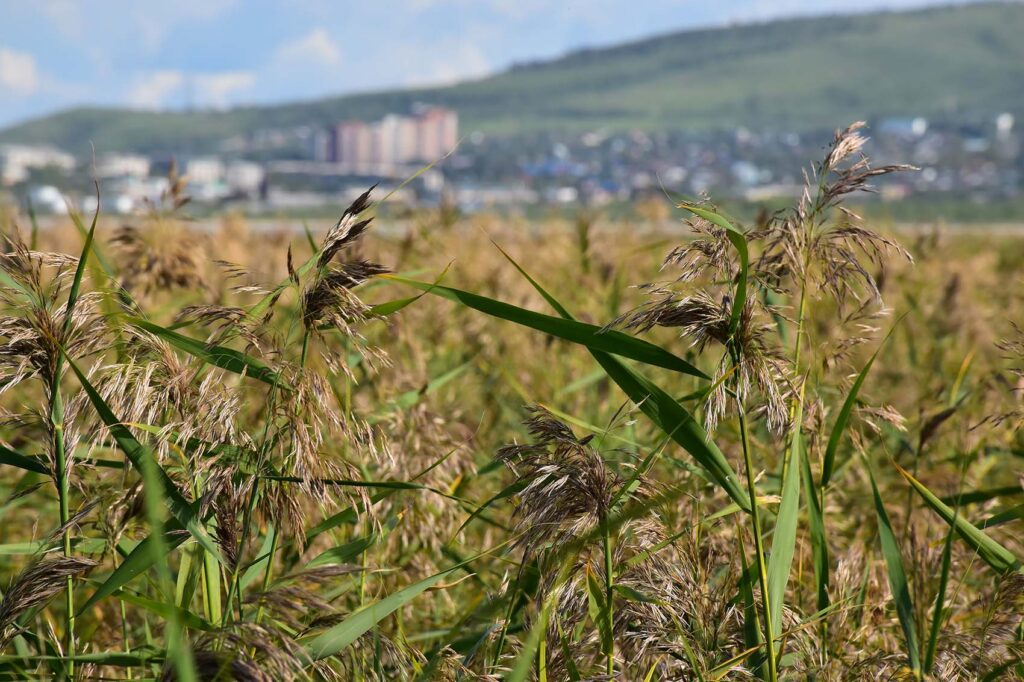 dsc_7988-1024x682 Забайкалье Лето Август