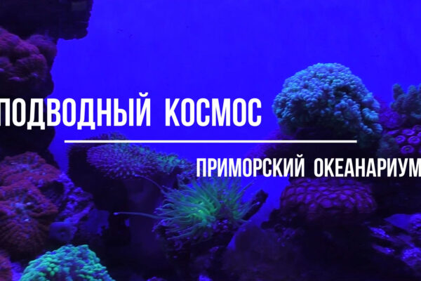 подводный космос приморский океанариум