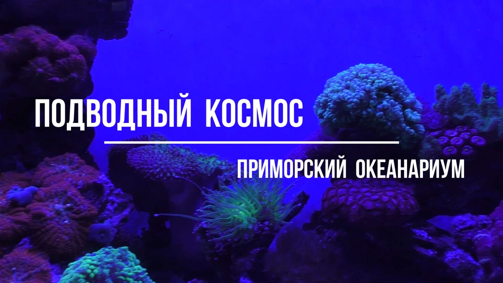 подводный космос приморский океанариум