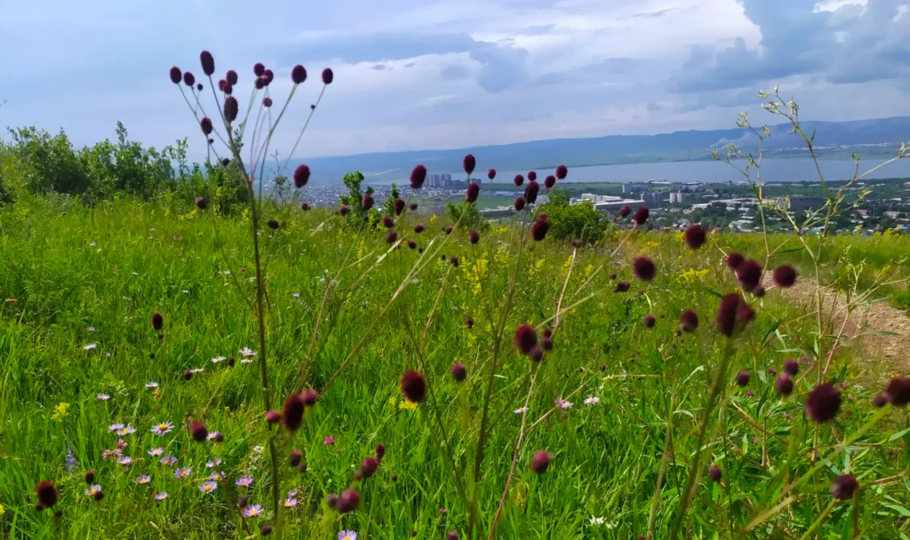 img_20260711_132818-1024x608 Забайкалье Лето
