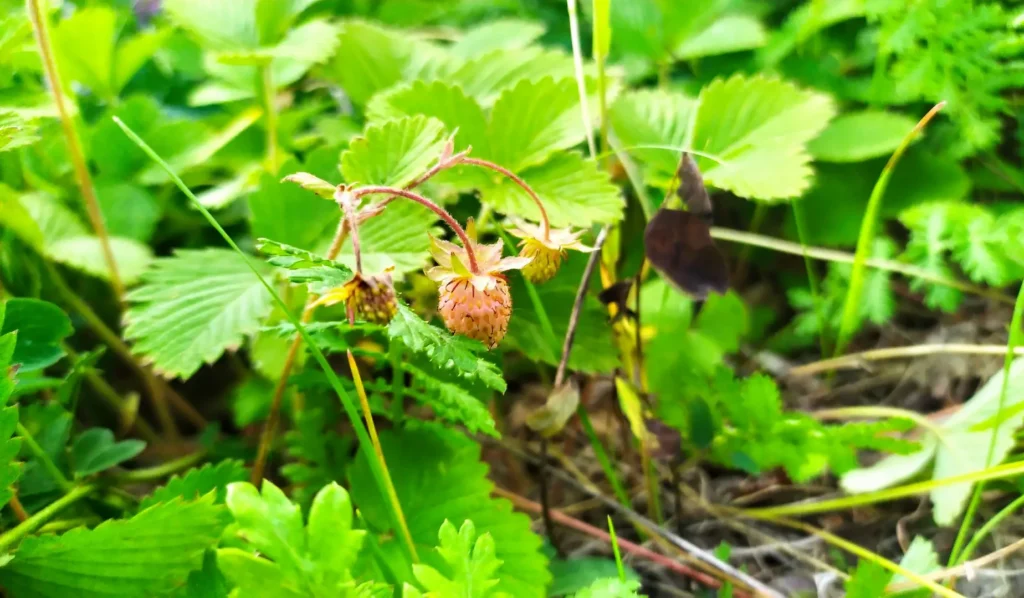 img_20260711_132824-1024x598 Забайкалье Лето