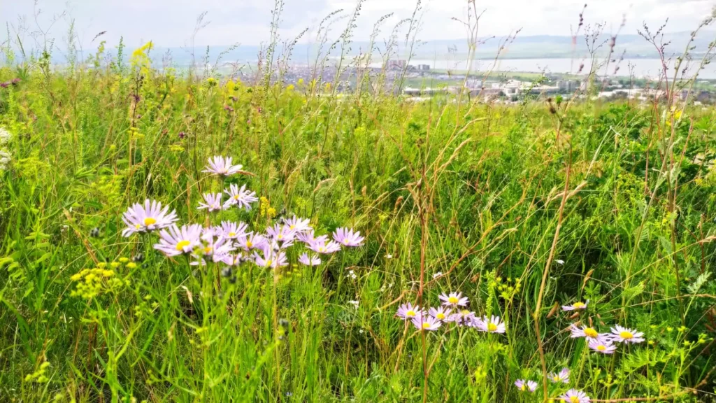 img_20260711_132835-1024x576 Забайкалье Лето